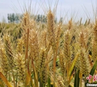 小麦、大蒜能换房！却有一地突然结束，怎么回事？